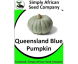 Pumpkin Queensland Blue 20’s