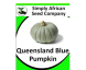Pumpkin Queensland Blue 20’s