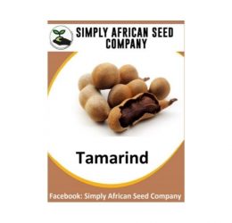 Tamarind Seeds
