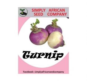 Turnip Mammoth Purple Top Seeds