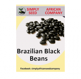 Brazilian Black Bean Seeds