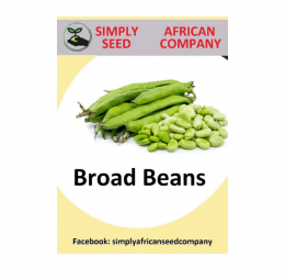 Broad Bean Seeds