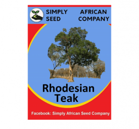 Rhodesian Teak Seeds