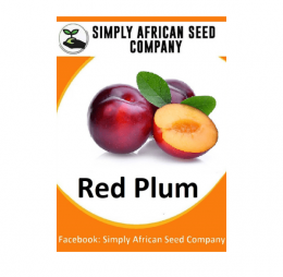 Red Plum Seeds