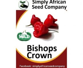 Bishops Crown Seeds