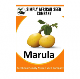 Marula Seeds