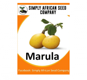 Marula Seeds