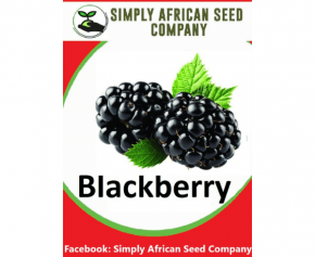 Blackberry Seeds