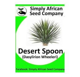 Desert Spoon (Dasylirion Wheeleri) Seeds