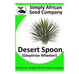 Desert Spoon (Dasylirion Wheeleri) Seeds