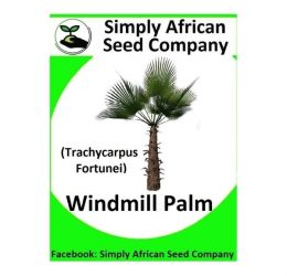 Windmill Palm (Trachycarpus Fortunei) Seeds