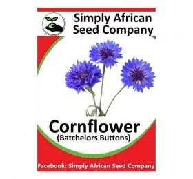 Cornflower (Bachelor’s Buttons) Centaurea cyanus