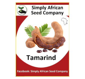 Tamarind (Tamarindus indica L.) 6’s