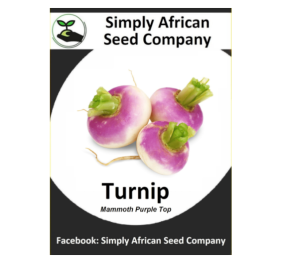 Turnip Mammoth Purple Top 30’s