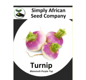 Turnip Mammoth Purple Top 30’s