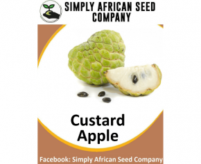 Custard Apple Seeds