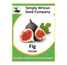 Fig Purple