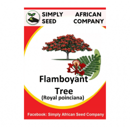 Flamboyant Tree (Royal Poinciana) Seeds