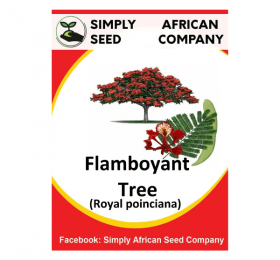 Flamboyant Tree (Royal Poinciana) Seeds