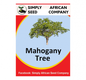 Mahogany Seeds
