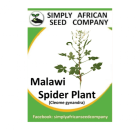 Malawi Spider Plant (Cleome Gynandra) Seeds
