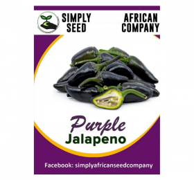 Purple Jalapeno Seeds