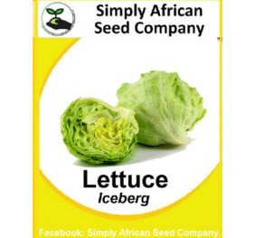 Lettuce (Iceberg) Seeds
