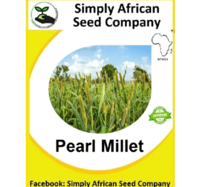 Pearl Millet Seeds