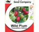 Wild Plum (Harpephyllum Caffrum) Seeds
