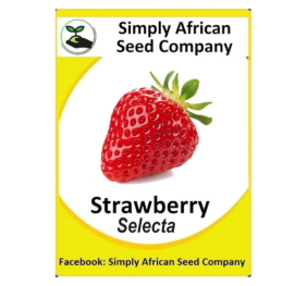 Strawberry Seeds