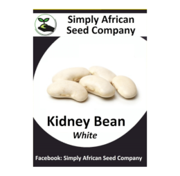 Beans White Kidney 15’s