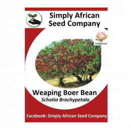 Weaping Boer Bean (Schotia Brachypetala) Seeds