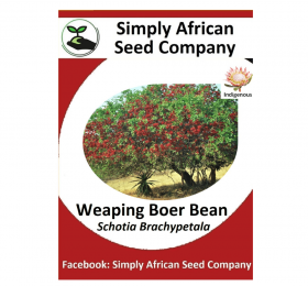 Weaping Boer Bean (Schotia Brachypetala) Seeds