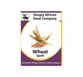 Grain Wheat Spelt