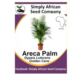 Areca Palm (Dypsis Lutescens) 6’s