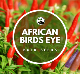 African Birds Eye – Bulk Deals