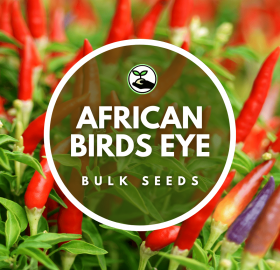 African Birds Eye – Bulk Deals