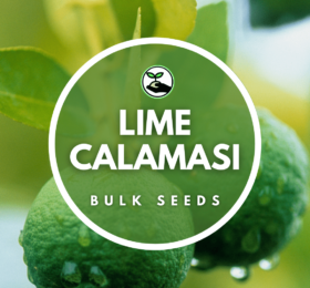 Lime Calamasi Seeds – Bulk Deals