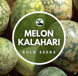 Melon Kalahari Seeds – Bulk Deals