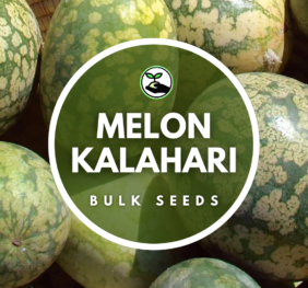 Melon Kalahari Seeds – Bulk Deals