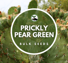 Prickly Pear Green Seeds – Bulk Deals