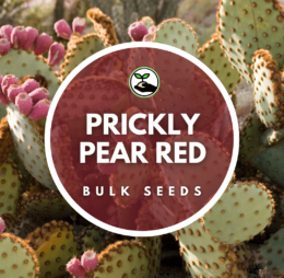 Prickly Pear Red Seeds – Bulk Deals