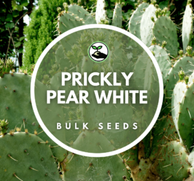 Prickly Pear White Seeds – Bulk Deals