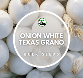 Onion White Texas Grano Seeds – Bulk Deals