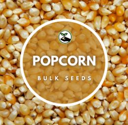 Popcorn Seeds – Bulk Deals