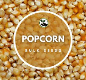 Popcorn Seeds – Bulk Deals