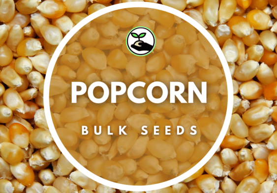 popcorn seeds bulk