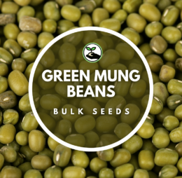 Green Mung Beans Seeds – Bulk Deals