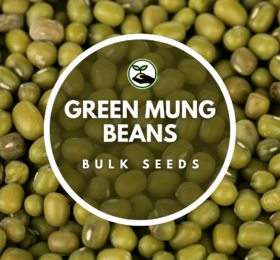 Green Mung Beans Seeds – Bulk Deals