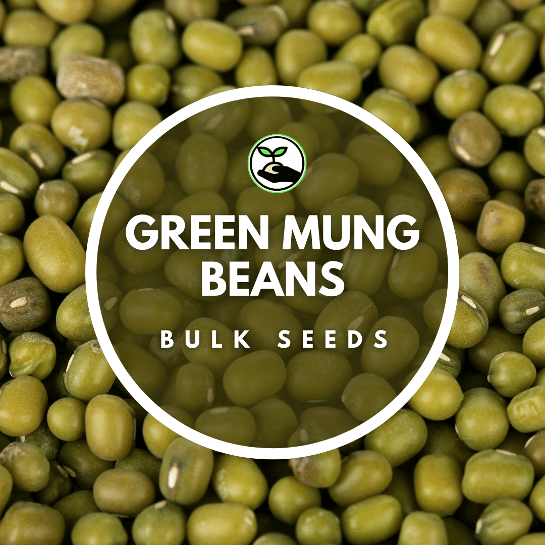 Green Mung Beans Seeds Bulk Deals Simply African Seed Company